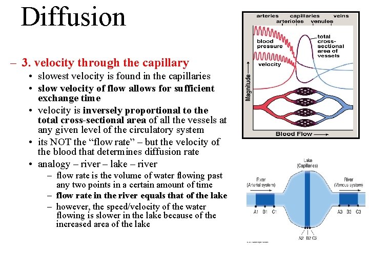 Diffusion – 3. velocity through the capillary • slowest velocity is found in the