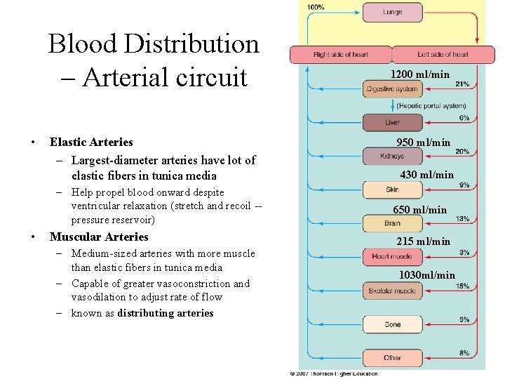 Blood Distribution – Arterial circuit • Elastic Arteries – Largest-diameter arteries have lot of