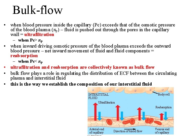Bulk-flow • when blood pressure inside the capillary (Pc) exceeds that of the osmotic Bulk-flow • when blood pressure inside the capillary (Pc) exceeds that of the osmotic