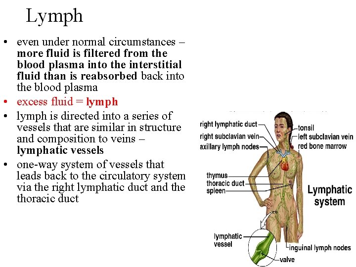 Lymph • even under normal circumstances – more fluid is filtered from the blood Lymph • even under normal circumstances – more fluid is filtered from the blood