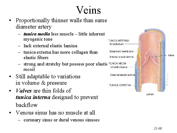 Veins • Proportionally thinner walls than same diameter artery – tunica media less muscle