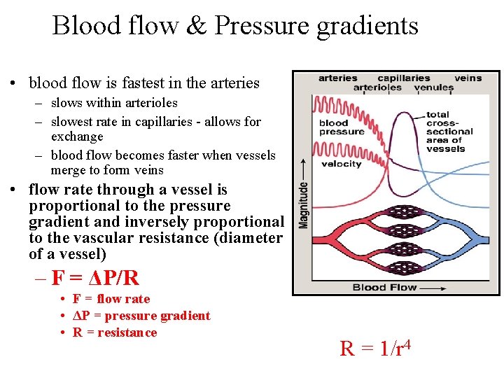 Blood flow & Pressure gradients • blood flow is fastest in the arteries –