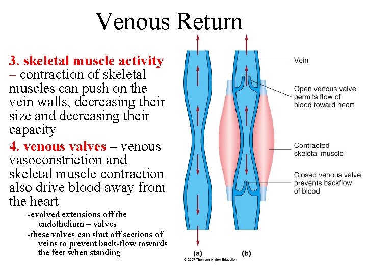 Venous Return 3. skeletal muscle activity – contraction of skeletal muscles can push on