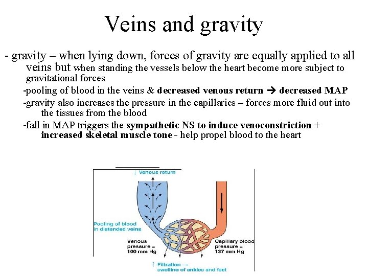Veins and gravity - gravity – when lying down, forces of gravity are equally