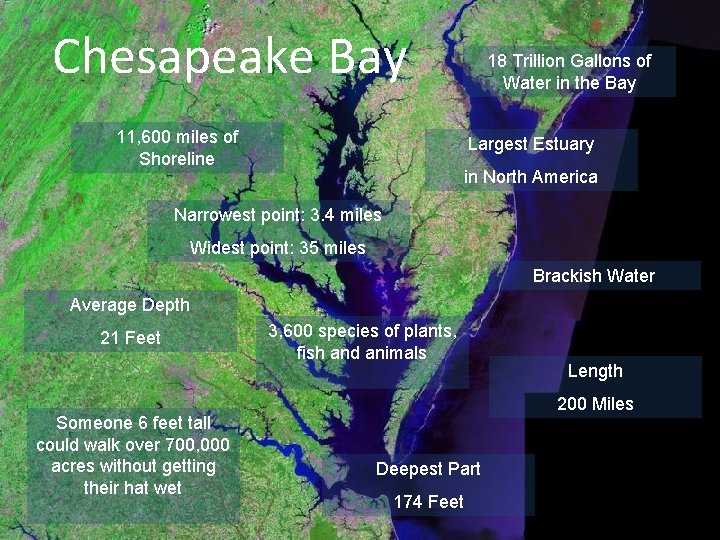 Chesapeake Bay 11, 600 miles of Shoreline 18 Trillion Gallons of Water in the