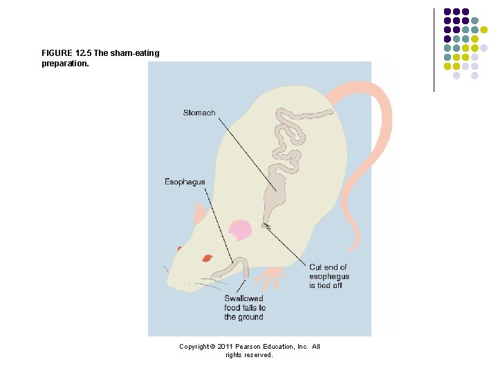 FIGURE 12. 5 The sham-eating preparation. Copyright © 2011 Pearson Education, Inc. All rights