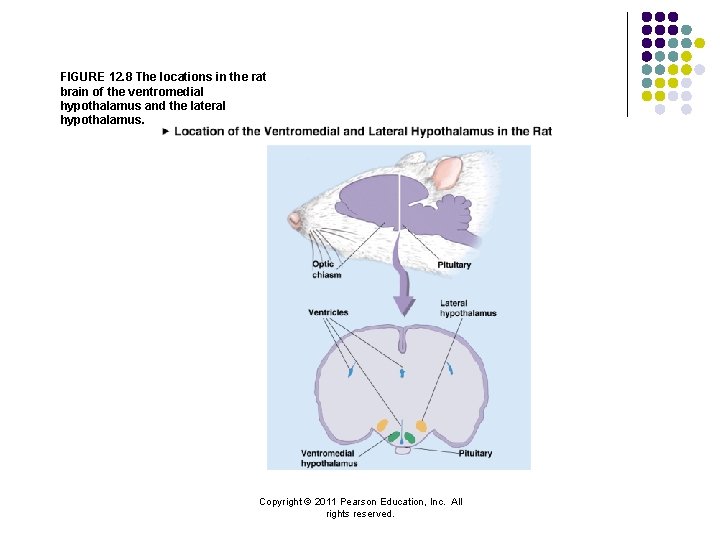 FIGURE 12. 8 The locations in the rat brain of the ventromedial hypothalamus and