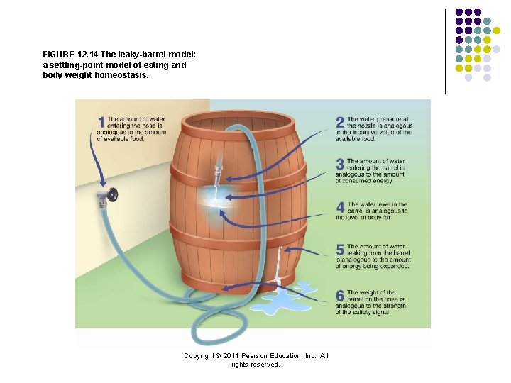 FIGURE 12. 14 The leaky-barrel model: a settling-point model of eating and body weight