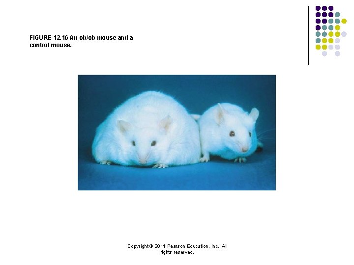 FIGURE 12. 16 An ob/ob mouse and a control mouse. Copyright © 2011 Pearson