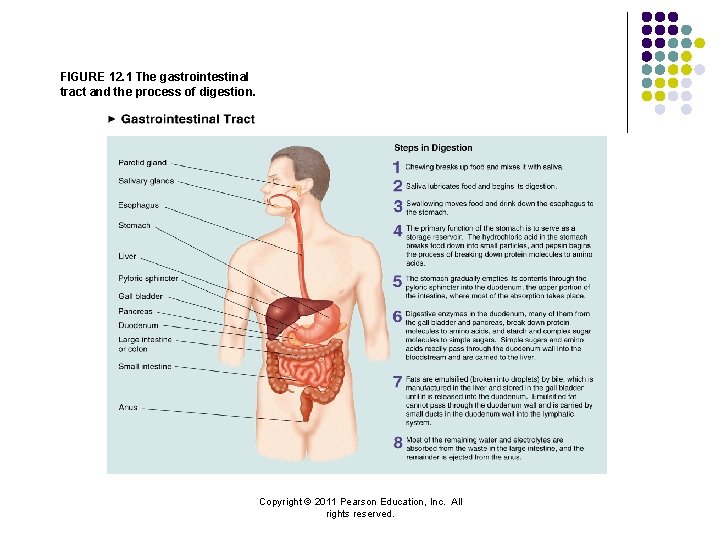 FIGURE 12. 1 The gastrointestinal tract and the process of digestion. Copyright © 2011