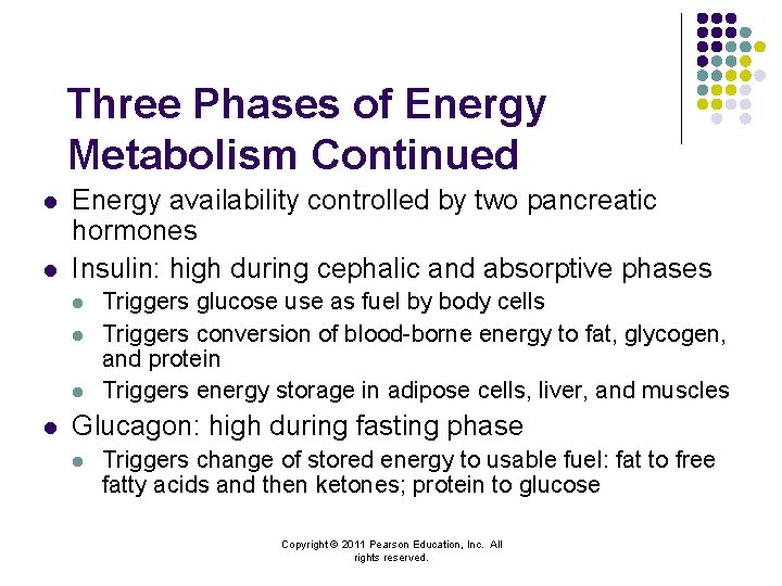 Three Phases of Energy Metabolism Continued l l Energy availability controlled by two pancreatic