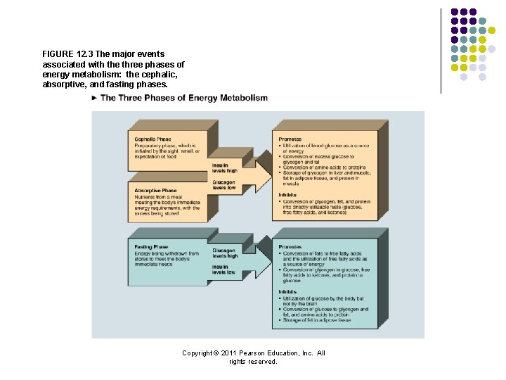 FIGURE 12. 3 The major events associated with the three phases of energy metabolism: