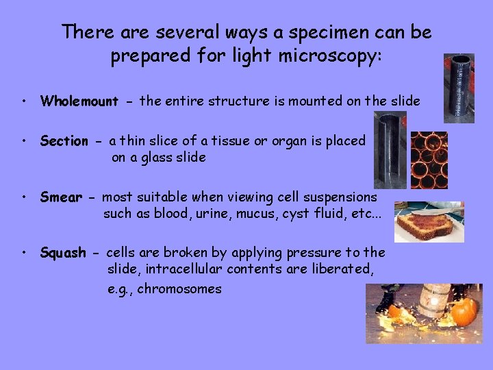 There are several ways a specimen can be prepared for light microscopy: • Wholemount