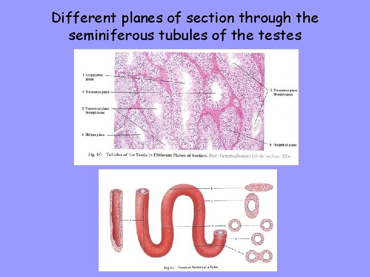 Different planes of section through the seminiferous tubules of the testes 