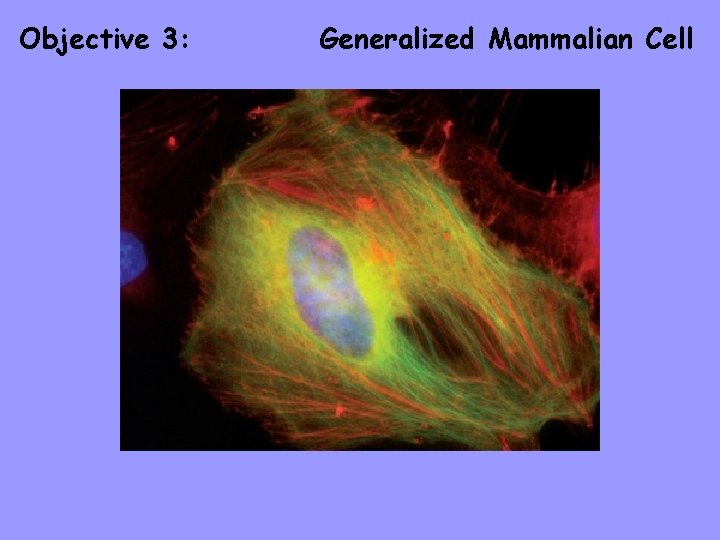 Objective 3: Generalized Mammalian Cell 