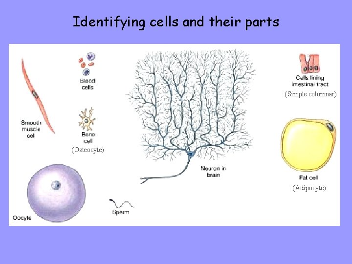 Identifying cells and their parts (Simple columnar) (Osteocyte) (Adipocyte) 