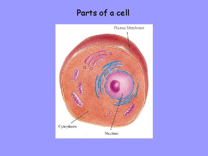 Parts of a cell Plasma Membrane 