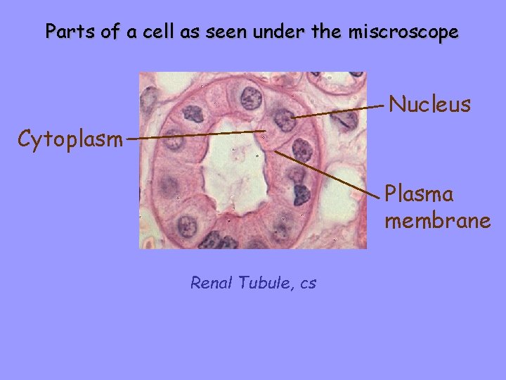 Parts of a cell as seen under the miscroscope Nucleus Cytoplasm Plasma membrane Renal