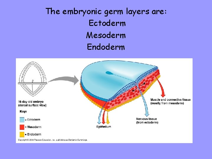 The embryonic germ layers are: Ectoderm Mesoderm Endoderm 