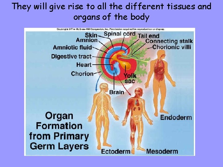 They will give rise to all the different tissues and organs of the body