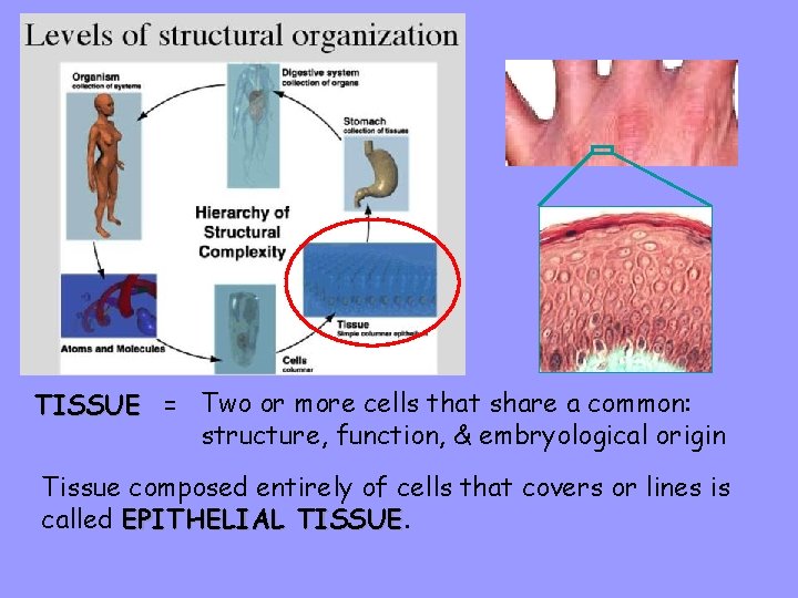 TISSUE = Two or more cells that share a common: structure, function, & embryological