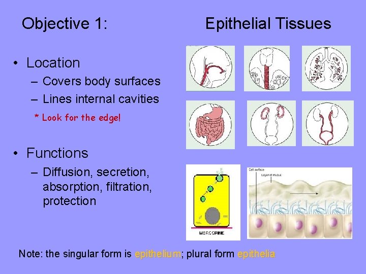 Objective 1: Epithelial Tissues • Location – Covers body surfaces – Lines internal cavities
