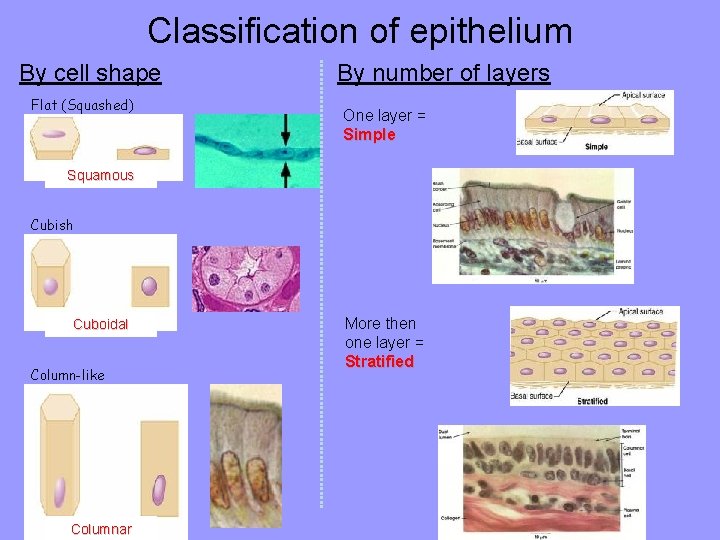 Classification of epithelium By cell shape Flat (Squashed) By number of layers One layer