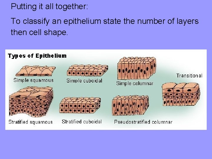 Putting it all together: To classify an epithelium state the number of layers then