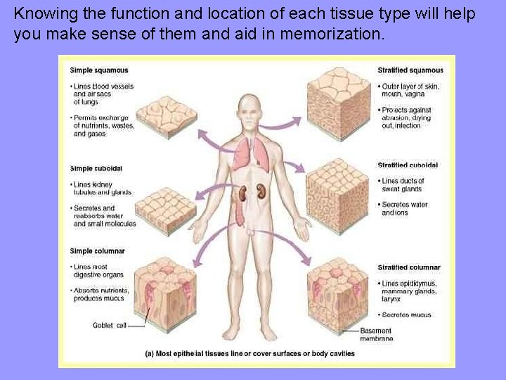 Knowing the function and location of each tissue type will help you make sense