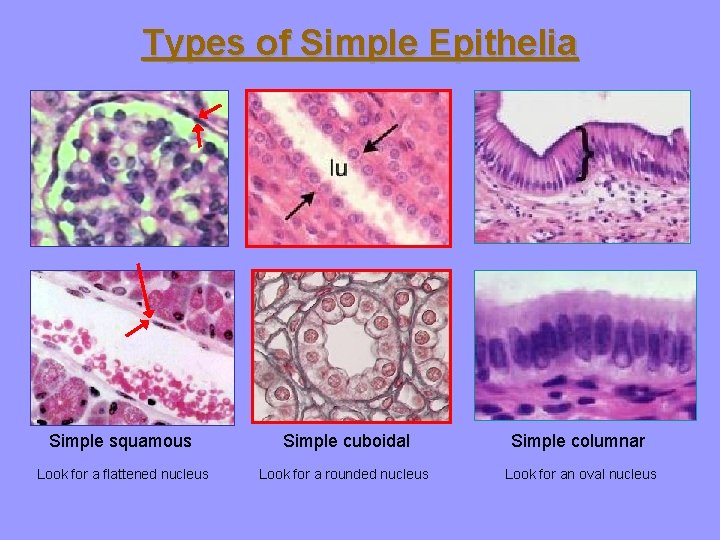 Types of Simple Epithelia Simple squamous Simple cuboidal Simple columnar Look for a flattened