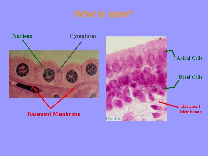 What to label? Nucleus Cytoplasm Apical Cells Basement Membrane 