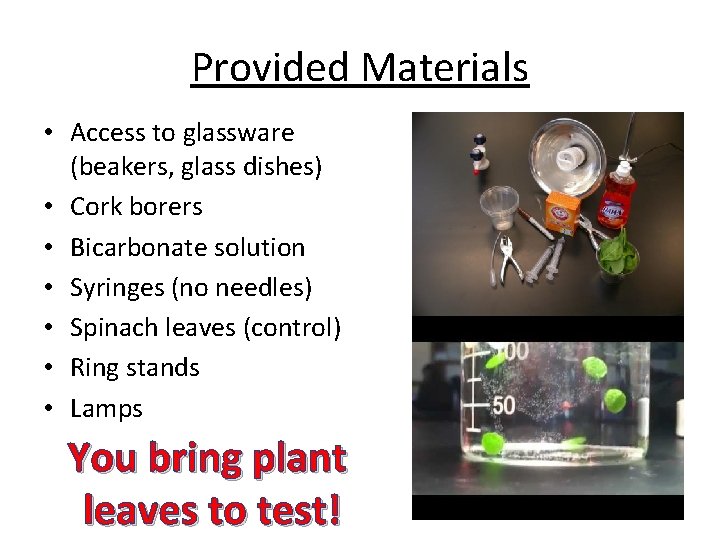 Provided Materials • Access to glassware (beakers, glass dishes) • Cork borers • Bicarbonate