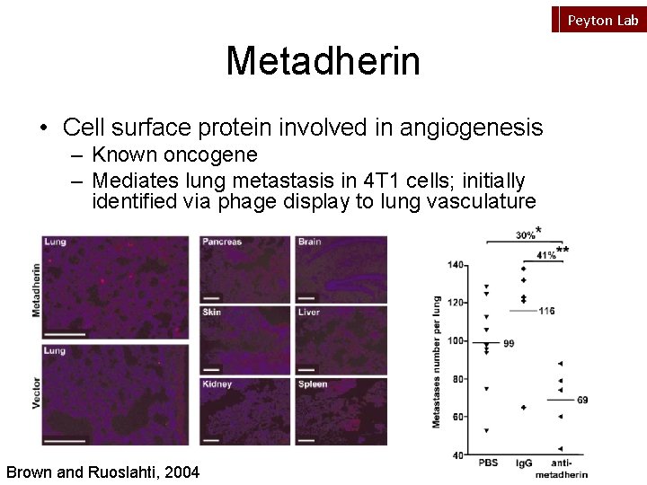 Peyton Lab Metadherin • Cell surface protein involved in angiogenesis – Known oncogene –