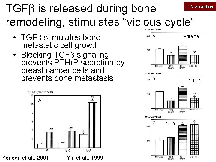 TGFb is released during bone remodeling, stimulates “vicious cycle” Peyton Lab • TGFb stimulates