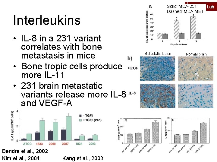 Interleukins • IL-8 in a 231 variant correlates with bone metastasis in mice •
