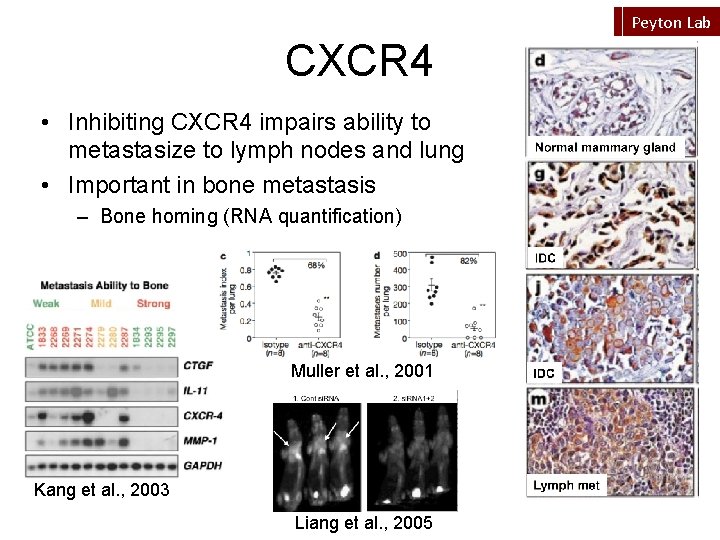 Peyton Lab CXCR 4 • Inhibiting CXCR 4 impairs ability to metastasize to lymph