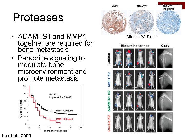 Peyton Lab Proteases • ADAMTS 1 and MMP 1 together are required for bone