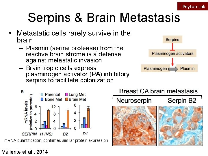 Peyton Lab Serpins & Brain Metastasis • Metastatic cells rarely survive in the brain