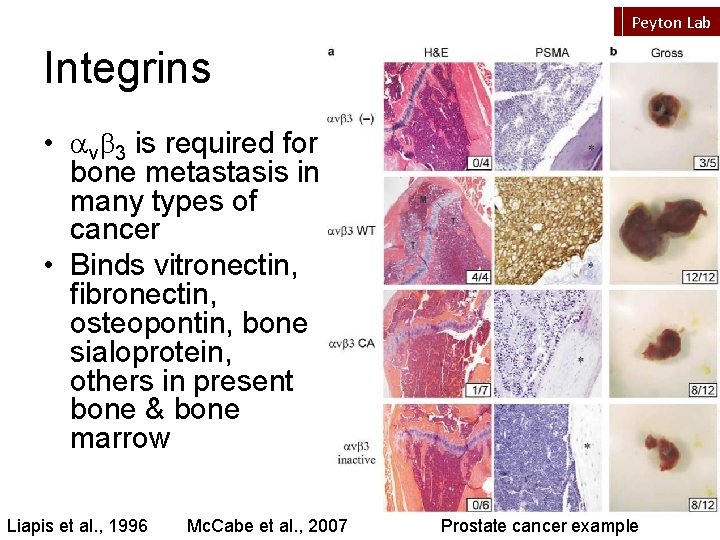 Peyton Lab Integrins • avb 3 is required for bone metastasis in many types