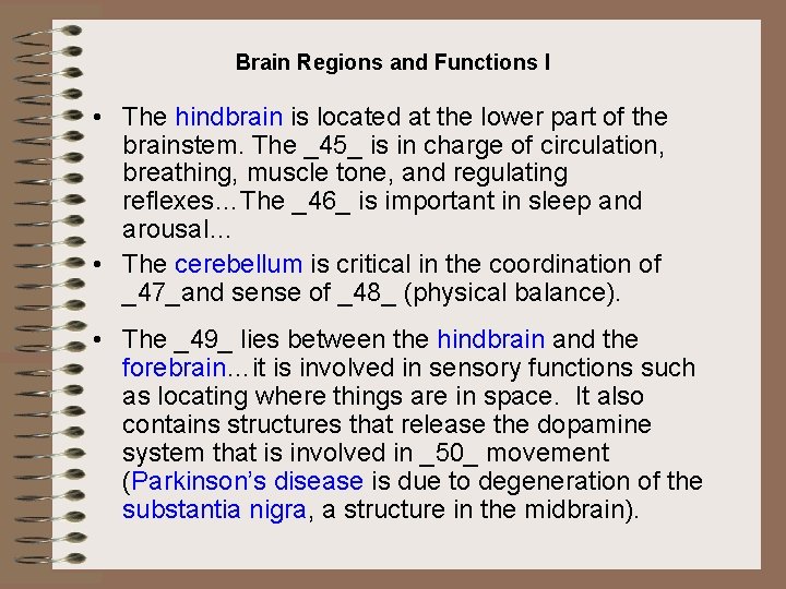 Brain Regions and Functions I • The hindbrain is located at the lower part