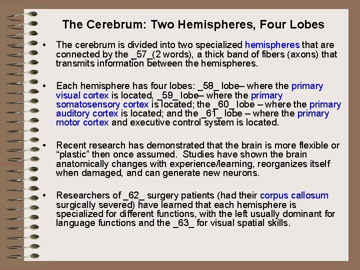 The Cerebrum: Two Hemispheres, Four Lobes • The cerebrum is divided into two specialized