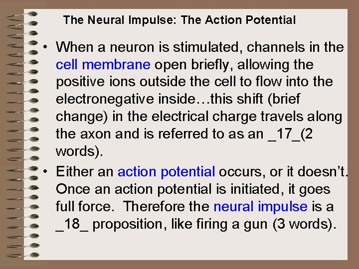 The Neural Impulse: The Action Potential • When a neuron is stimulated, channels in