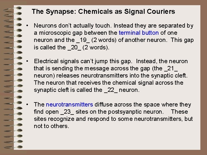 The Synapse: Chemicals as Signal Couriers • Neurons don’t actually touch. Instead they are