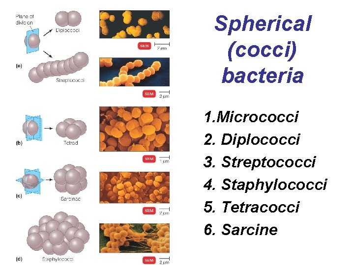 Spherical (cocci) bacteria 1. Micrococci 2. Diplococci 3. Streptococci 4. Staphylococci 5. Tetracocci 6.