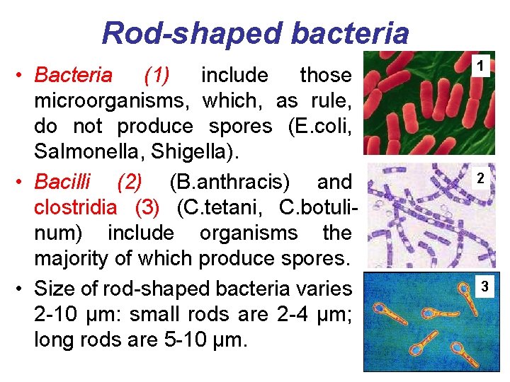 Rod-shaped bacteria • Bacteria (1) include those microorganisms, which, as rule, do not produce