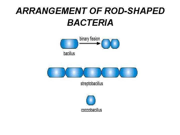 ARRANGEMENT OF ROD-SHAPED BACTERIA 