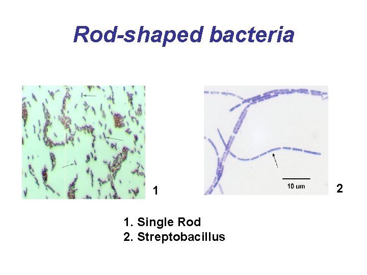 Rod-shaped bacteria 1 1. Single Rod 2. Streptobacillus 2 