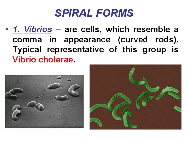 SPIRAL FORMS • 1. Vibrios – are cells, which resemble a comma in appearance