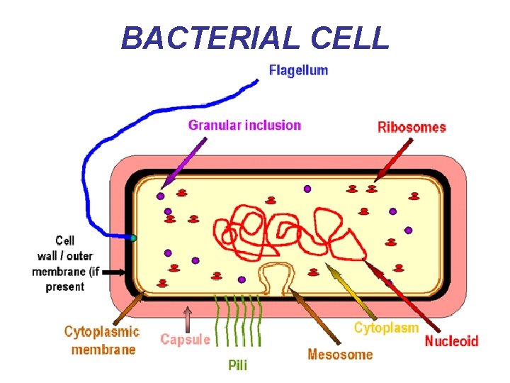 BACTERIAL CELL 