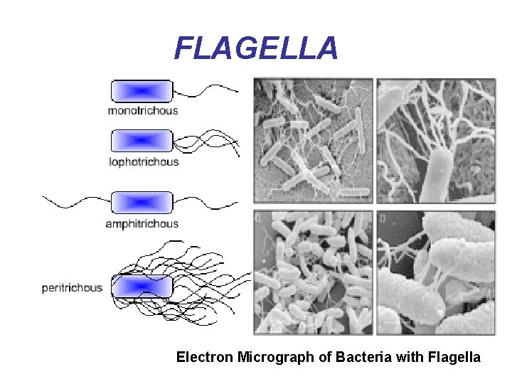 FLAGELLA Electron Micrograph of Bacteria with Flagella 